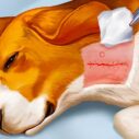 Dog Hospital 10 dog hospital 1