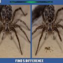 Spider Hidden Difference 10 spider hidden difference 1